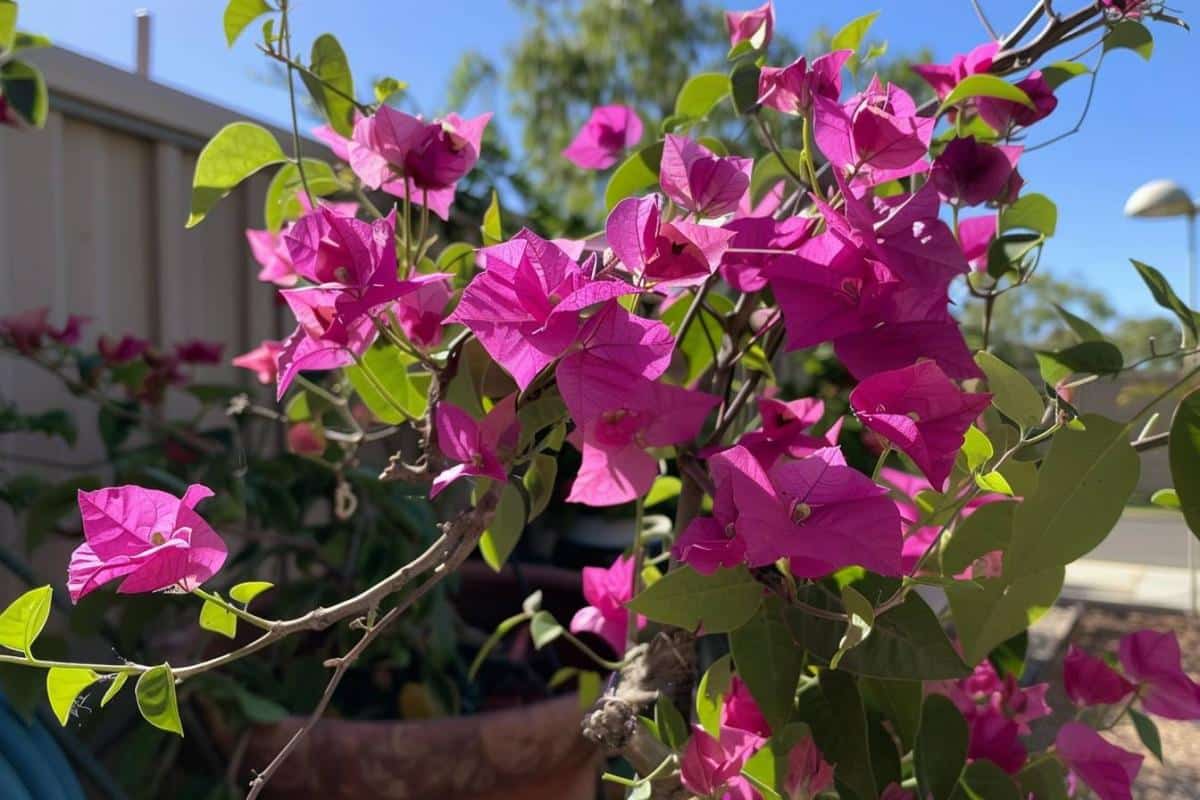 Come mantenere la tua bouganville in inverno