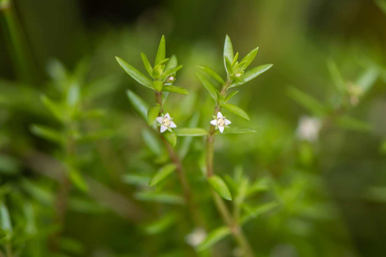 Crassula Helmsii